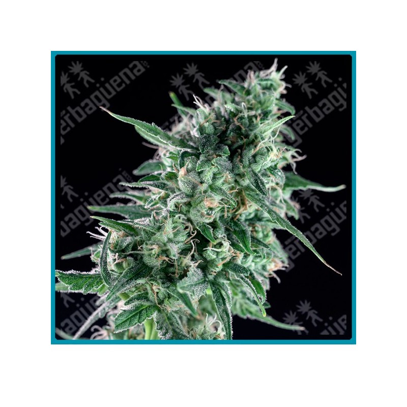Txees bilbo de Genehtik seeds haziak Txees bilbo de Genehtik seeds haziak