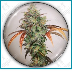 Y griega CBD 2.0 de Medical seeds