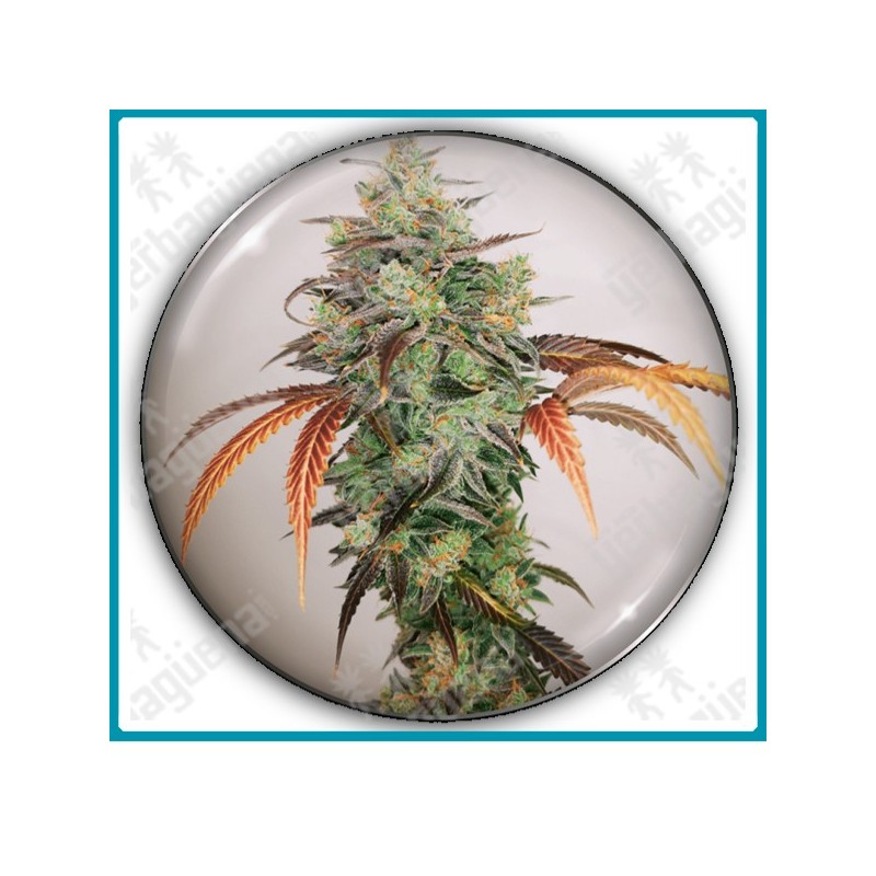 Y griega CBD 2.0 de Medical seeds Y griega CBD 2.0 de Medical seeds