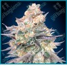 Blue dream