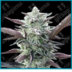 Oreoz de 00 seeds