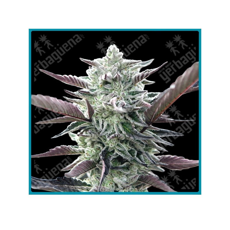 Oreoz de 00 seeds
