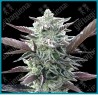 Oreoz de 00 seeds