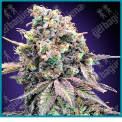 Purple punch de 00 seeds