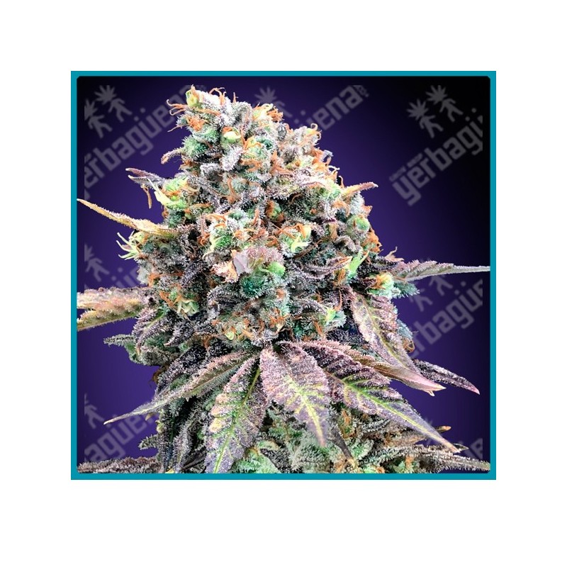 Purple punch de 00 seeds
