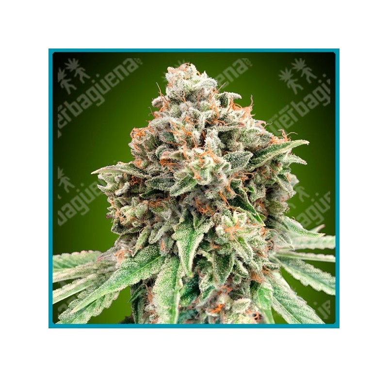 Sweet critical fast version de 00 seeds