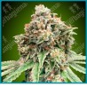 Sweet critical fast version de 00 seeds