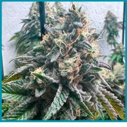 Strawbilbo banana automatica de Genehtik seeds haziak