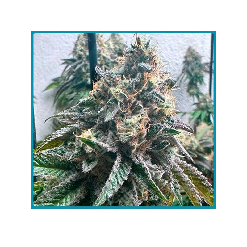 Strawbilbo banana automatica de Genehtik seeds haziak Strawbilbo banana automatica de Genehtik seeds haziak