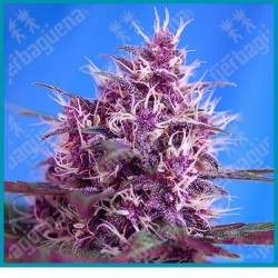 Red poison automatica de Sweet seeds