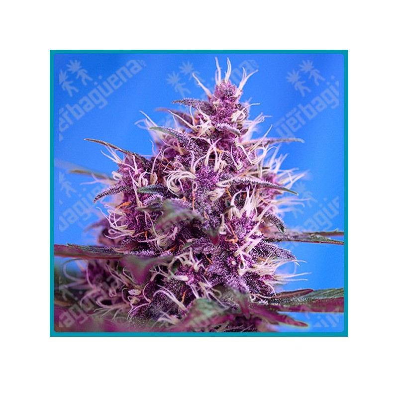Red poison automatica de Sweet seeds Red poison automatica de Sweet seeds