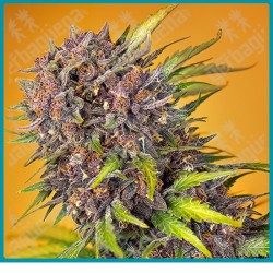 Diablo rojo XL automatica de Sweet seeds