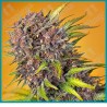 Diablo rojo XL automatica de Sweet seeds