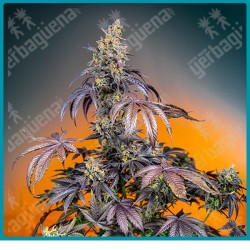 Red gorilla girl XL automatica de Sweet seeds