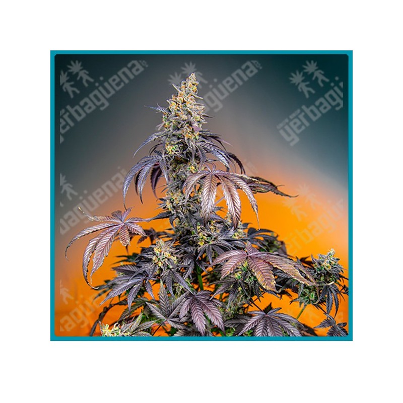 Red gorilla girl XL automatica de Sweet seeds Red gorilla girl XL automatica de Sweet seeds