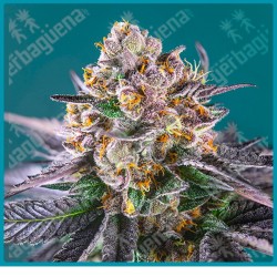 Red strawberry banana automatica de Sweet seeds
