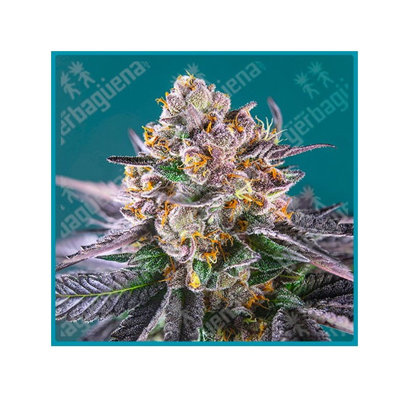 Red strawberry banana automatica de Sweet seeds Red strawberry banana automatica de Sweet seeds