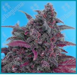 Dark devil automatica de Sweet seeds
