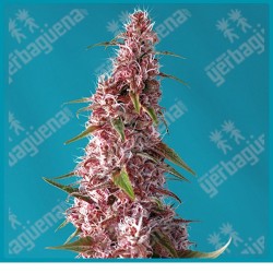 Red pure CBD automatica de Sweet seeds