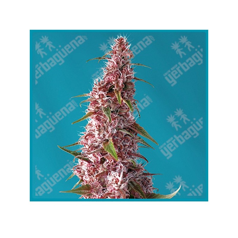 Red pure CBD automatica de Sweet seeds Red pure CBD automatica de Sweet seeds