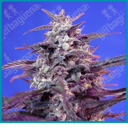 Bloody skunk automatica de Sweet seeds