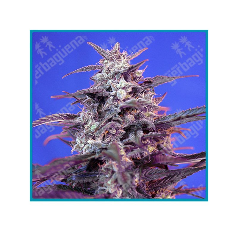 Bloody skunk automatica de Sweet seeds Bloody skunk automatica de Sweet seeds