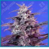 Bloody skunk automatica de Sweet seeds