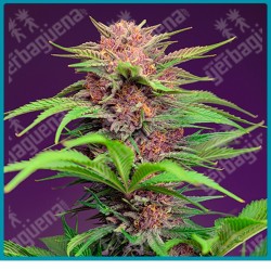 Red mimosa XL automatica de Sweet seeds