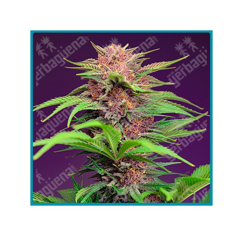 Red mimosa XL automatica de Sweet seeds Red mimosa XL automatica de Sweet seeds