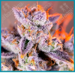 Tropicanna poison xl automatica de Sweet seeds