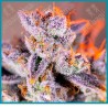 Tropicanna poison xl automatica de Sweet seeds