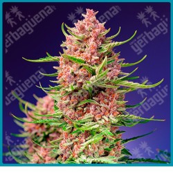 Strawberry cola sherbet fast version de Sweet seeds