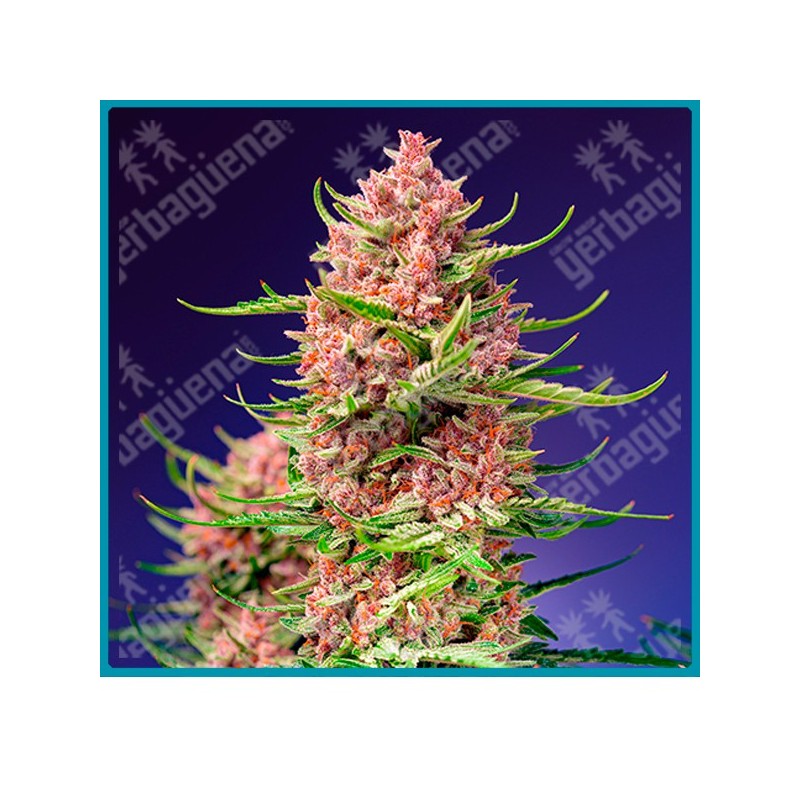 Strawberry cola sherbet fast version de Sweet seeds Strawberry cola sherbet fast version de Sweet seeds
