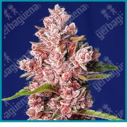 Tropicanna poison fast version de Sweet seeds
