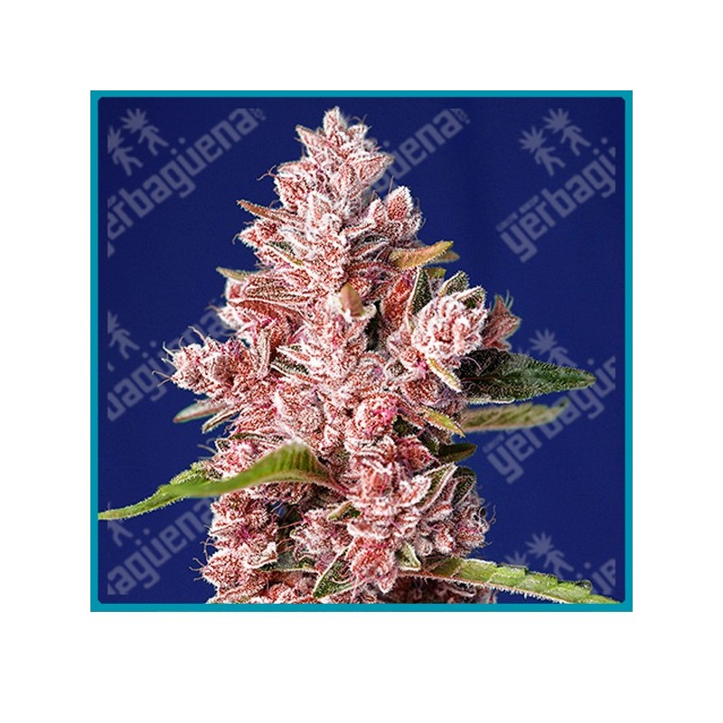 Tropicanna poison fast version de Sweet seeds Tropicanna poison fast version de Sweet seeds