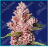 Tropicanna poison fast version de Sweet seeds