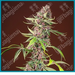 Red mandarine Fast version de Sweet seeds
