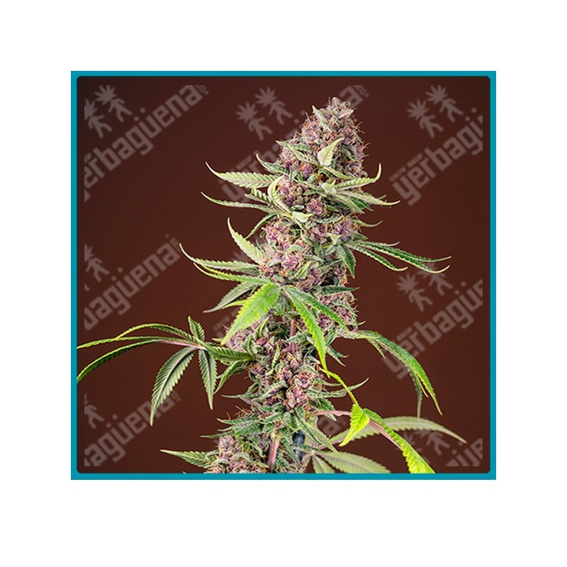Red mandarine Fast version de Sweet seeds Red mandarine Fast version de Sweet seeds