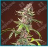 Red mandarine Fast version de Sweet seeds