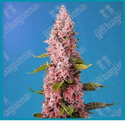 Red hot cookies de Sweet seeds