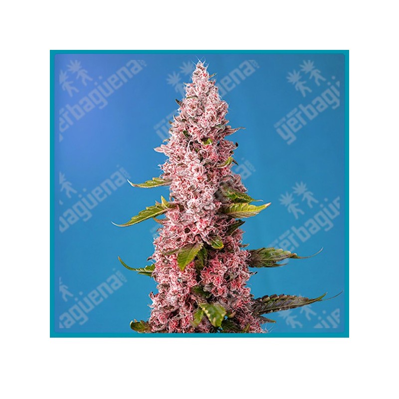 Red hot cookies de Sweet seeds Red hot cookies de Sweet seeds