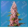 Red hot cookies de Sweet seeds