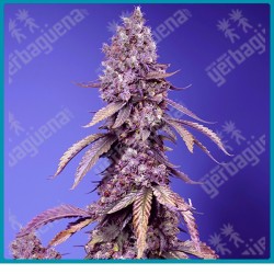 Black muffin fast version de Sweet seeds