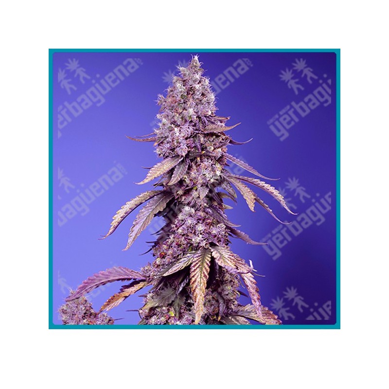 Black muffin fast version de Sweet seeds Black muffin fast version de Sweet seeds