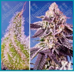 Permanent Jealousy XL Automatica de Sweet seeds