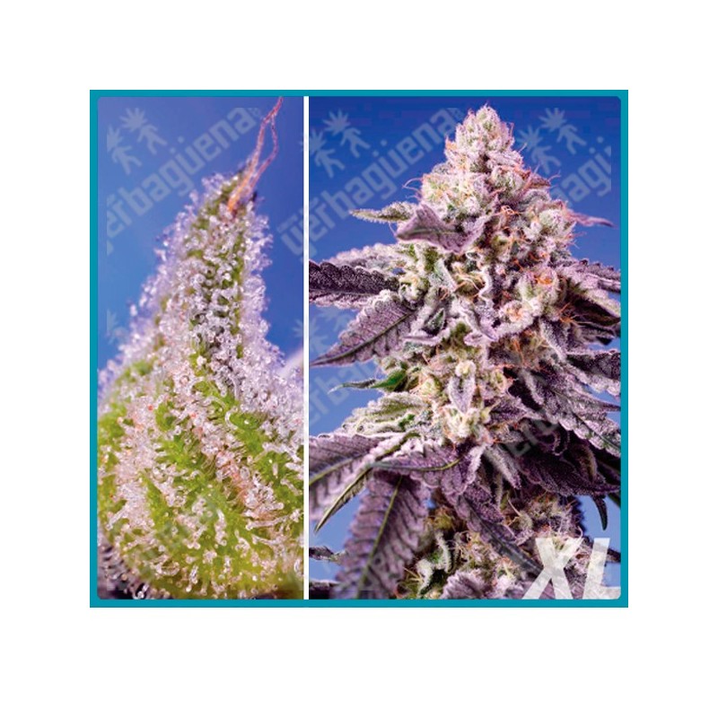 Permanent Jealousy XL Automatica de Sweet seeds Permanent Jealousy XL Automatica de Sweet seeds