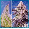 Permanent Jealousy XL Automatica de Sweet seeds