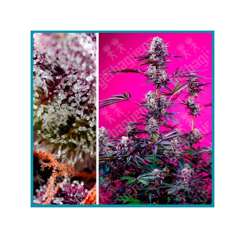 Studio 54 Stardust automatica de Sweet seeds Studio 54 Stardust automatica de Sweet seeds