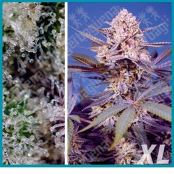 Pineapple Slush XL Automatica de Sweet seeds