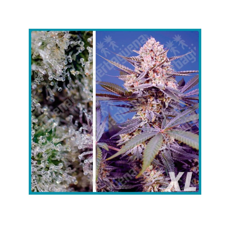 Pineapple Slush XL Automatica de Sweet seeds